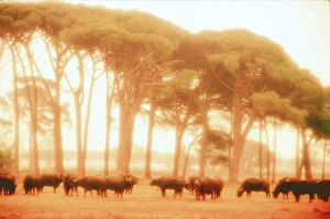 <b class=qtipBold><figcaption>Buffalos</figcaption></b><br><em>© Marka/Universal Images Group</em> Buffalos