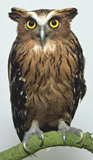 A buffy fish owl perched on a branch facing the viewer A buffy fish owl perched on a branch facing the viewer