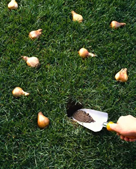 Bulbs lying in grass with trowl being used to place bone meal Bulbs lying in grass with trowl being used to place bone meal