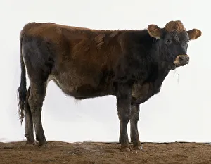 <b class=qtipBold><figcaption>Bull in profile</figcaption></b><br>Bull in profile.<br><em>© Dorling Kindersley/UIG</em> Bull in profile