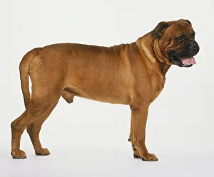 Bullmastiff (Canis familiaris) standing, side view Bullmastiff (Canis familiaris) standing, side view