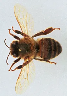 Bumble bee (Bombus sp.) with outstretched wings and limbs, view from behind Bumble bee (Bombus sp.) with outstretched wings and limbs, view from behind