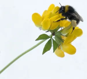 Bumble Bee crawling over yellow flower Bumble Bee crawling over yellow flower