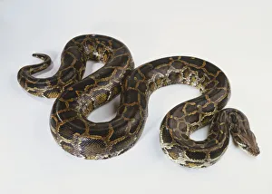 Burmese Python (Python molurus), brown snake curled in S-shape, high angle view Burmese Python (Python molurus), brown snake curled in S-shape, high angle view