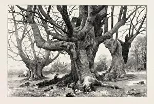 Images Dated 1st January 1882: Burnham Beeches-recently Purchased By The Corporation Of London