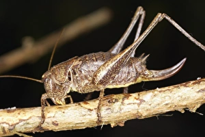 Bush cricket (Katydid) perching on branch, side view Bush cricket (Katydid) perching on branch, side view