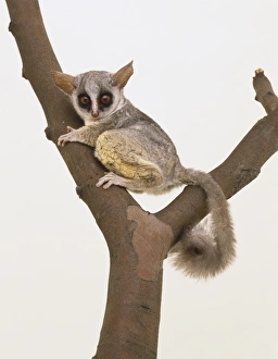 Bushbaby clinging to a forked branch, tail curled around, viewed from the side Bushbaby clinging to a forked branch, tail curled around, viewed from the side