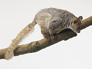 A Bushbaby (Galagidae) on a branch, looking down A Bushbaby (Galagidae) on a branch, looking down