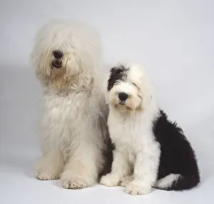 A bushy-haired white and gray old English sheepdog with its long fluffy hair covering its A bushy-haired white and gray old English sheepdog with its long fluffy hair covering its