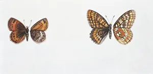 <b class=qtipBold><figcaption>Two Butterflies, illustration</figcaption></b><br>Two Butterflies, illustration Zoology, Insects, Lepidoptera<br><em>© DEA PICTURE LIBRARY</em> Two Butterflies, illustration