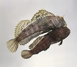 Butterfly blenny (Blennius ocellaris) and Tompot blenny (Parablennius gattorugine Butterfly blenny (Blennius ocellaris) and Tompot blenny (Parablennius gattorugine