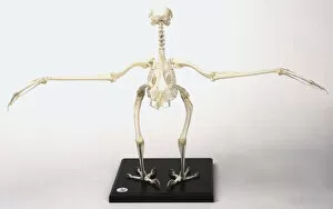 Buzzard skeleton with wings outstretched