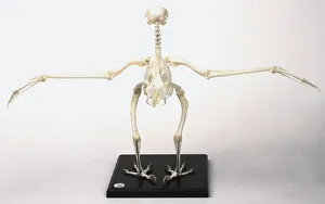 Buzzard skeleton with wings outstretched Buzzard skeleton with wings outstretched