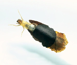 Caddis fly larva emerging from cocoon Caddis fly larva emerging from cocoon