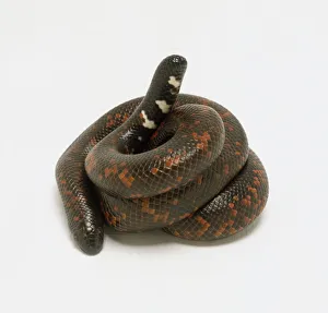 Calabar ground boa (Calabaria reinhardtii) curled up in defensive posture Calabar ground boa (Calabaria reinhardtii) curled up in defensive posture