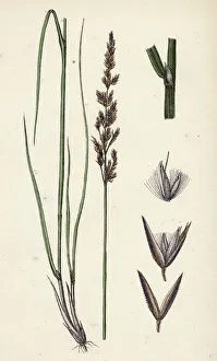 Calamagrostis stricta, var. llookeri, Narrow Small-reed, var. B Calamagrostis stricta, var. llookeri, Narrow Small-reed, var. B