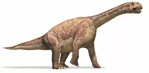 Prehistoric Animals Gallery: Camarasaurus, chambered lizard, side view