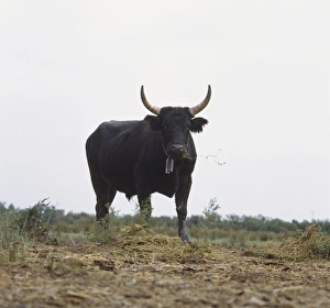 <b class=qtipBold><figcaption>Camargue bull</figcaption></b><br><em>© Dorling Kindersley/UIG</em> Camargue bull