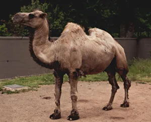 Camel standing on sandy patch in walled area, side view Camel standing on sandy patch in walled area, side view