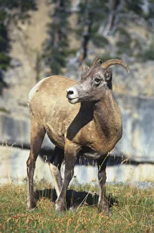 Canada, Alberta, Banff National Park, Icefields Parkway, wild goat looking left, close up Canada, Alberta, Banff National Park, Icefields Parkway, wild goat looking left, close up