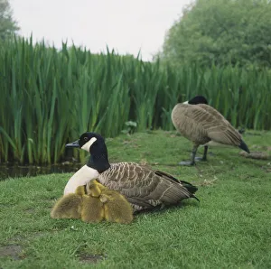Two Canada Geese (Branta canadensis) on grass by edge of field, one sitting with three Goslings huddled by its side, the other preening itself in background, side view Two Canada Geese (Branta canadensis) on grass by edge of field, one sitting with three Goslings huddled by its side, the other preening itself in background, side view