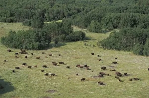 Canada, Northwest territories of Wood Buffalo National Park (UNESCO World Heritage List Canada, Northwest territories of Wood Buffalo National Park (UNESCO World Heritage List