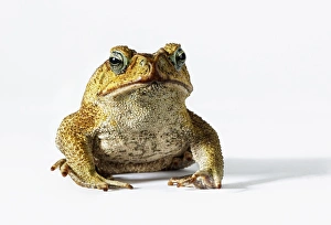Cane Toad (Bufo marinus) looking at camera