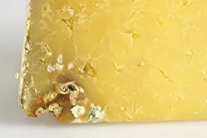 Cantal cows milk cheese, close-up Cantal cows milk cheese, close-up
