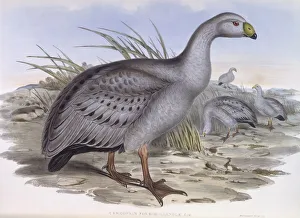 Cape Barren goose (Cereopsis novaehollandiae), Engraving by John Gould Cape Barren goose (Cereopsis novaehollandiae), Engraving by John Gould
