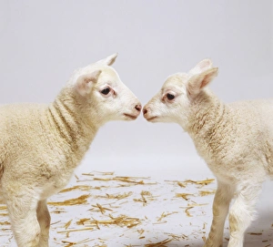 Caprinae, two lambs standing opposite each other with their noses almost touching Caprinae, two lambs standing opposite each other with their noses almost touching