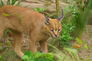Caracal Or African Lynx. Caracal Caracal. Zoo of Prague Caracal Or African Lynx. Caracal Caracal. Zoo of Prague