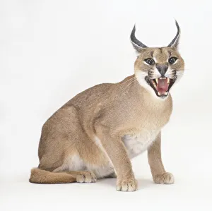 Caracal (Caracal Caraca) hissing with mouth open Caracal (Caracal Caraca) hissing with mouth open