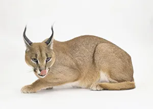 Caracal (Caracal Caracal), crouching and licking nose Caracal (Caracal Caracal), crouching and licking nose