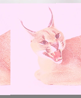 Caracal (Caracal Caracal) with hissing mouth open Caracal (Caracal Caracal) with hissing mouth open