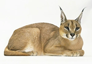 Caracal (Caracal caracal) lying down Caracal (Caracal caracal) lying down