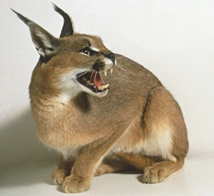Caracal (Caracal caracal), sitting with its jaws open, looking back, side view Caracal (Caracal caracal), sitting with its jaws open, looking back, side view