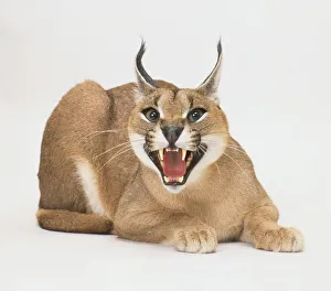 Caracal (Lynx caracal) sitting with mouth open, front view Caracal (Lynx caracal) sitting with mouth open, front view