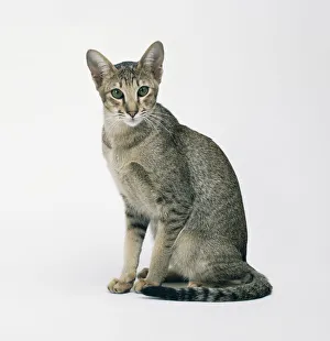 Caramel ticked tabby oriental shorthair neuter male Caramel ticked tabby oriental shorthair neuter male