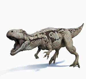 Carcharodontosaurus with mouth open and teeth exposed Carcharodontosaurus with mouth open and teeth exposed