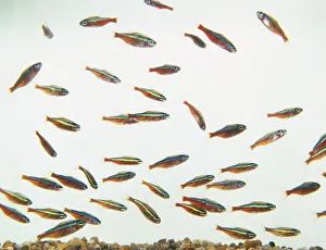 Cardinal Tetras (Paracheirodon axelrodi), shoal Cardinal Tetras (Paracheirodon axelrodi), shoal