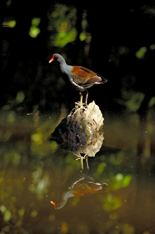 Caribbean. Dominican Republic. Water-hen Caribbean. Dominican Republic. Water-hen