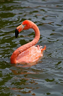 Caribbean Flamingo. Phoenicopterus Ruber. Zoo of Prague Caribbean Flamingo. Phoenicopterus Ruber. Zoo of Prague