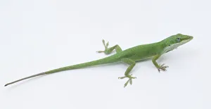 Carolina Anole lizard (Anolis carolinensis), side view Carolina Anole lizard (Anolis carolinensis), side view