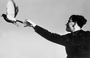<b class=qtipBold><figcaption>Carrier Pigeon</figcaption></b><br>Carrier Pigeon.<br><em>© Marka/Universal Images Group</em> Carrier Pigeon