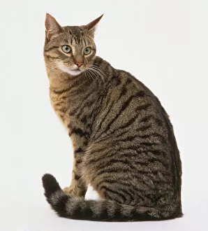 Healthy Gallery: Cat (Felis silvestris catus) with tabby coat sitting down, side view