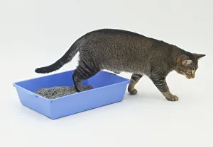 Cat stepping out of a litter tray Cat stepping out of a litter tray