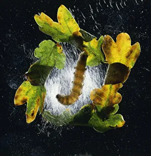 Caterpillar (Lepidoptera) spinning a web Caterpillar (Lepidoptera) spinning a web