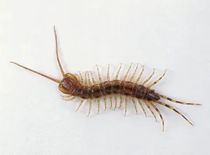 Centipede (Lithobius forficatus), view from above
