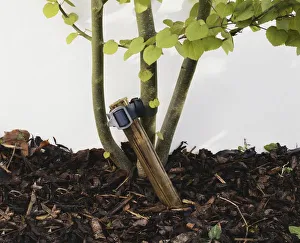 Cercidiphyllum japonicum (Japanese Judas-tree) supported by angled stake Cercidiphyllum japonicum (Japanese Judas-tree) supported by angled stake