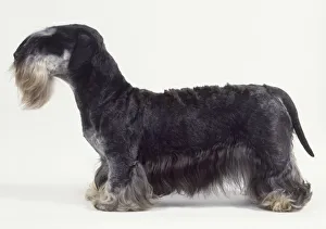 Cesky terrier on all fours, side view Cesky terrier on all fours, side view